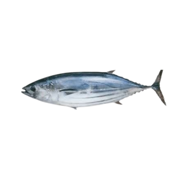 Bonito