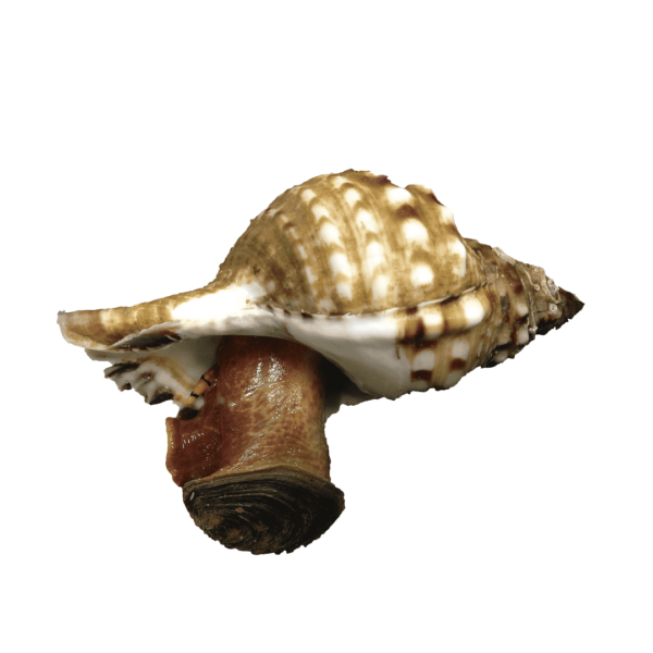 Caracol