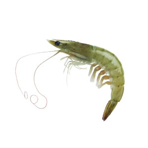 Langostino