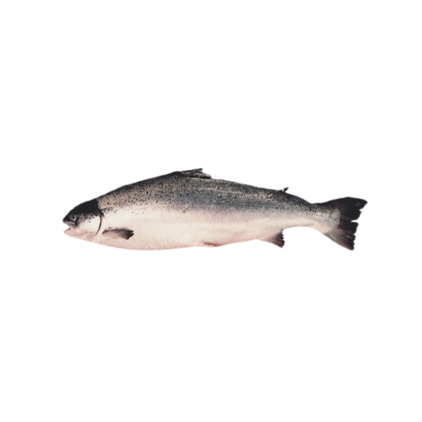 Salmon