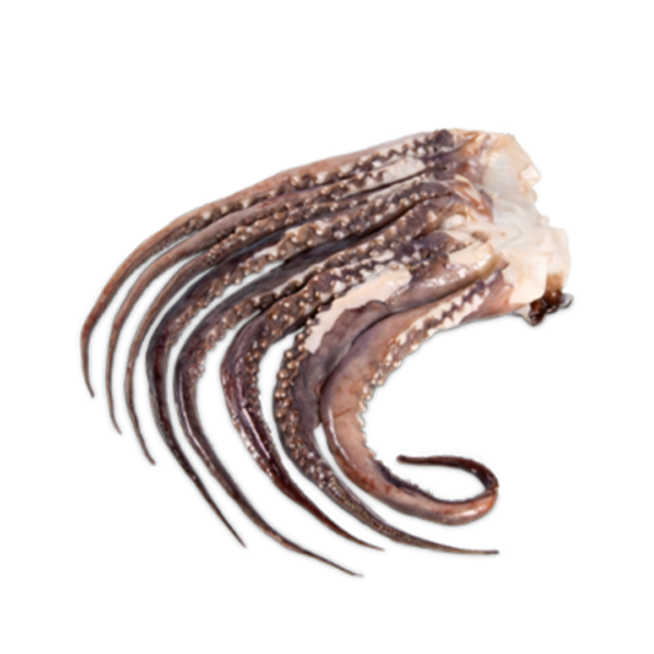 Tentaculo Pota