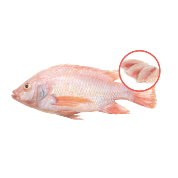 Tilapia